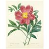 Image 1 : After Pierre-Jospeh Redoute, Floral Print, #105 Pivoine officinal a fleurs simples (Peony)