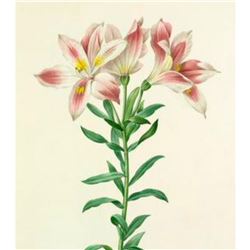 After Pierre-Jospeh Redoute, Floral Print, #2 Alstroemeria Pelegrina