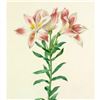 Image 1 : After Pierre-Jospeh Redoute, Floral Print, #2 Alstroemeria Pelegrina