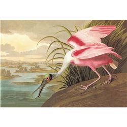 c1946 Audubon Print, #321 Roseate Spoonbill
