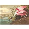 Image 1 : c1946 Audubon Print, #321 Roseate Spoonbill