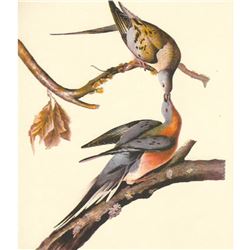 c1950 Audubon Print, Passenger Pigeon