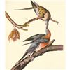 Image 1 : c1950 Audubon Print, Passenger Pigeon