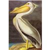 Image 1 : c1946 Audubon Print, #311 White Pelican