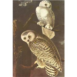 c1950 Audubon Print, Snowy Owl