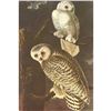 Image 1 : c1950 Audubon Print, Snowy Owl