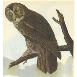 c1946 Audubon Print, #351 Great Gray Owl