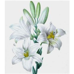After Pierre-Jospeh Redoute, Floral Print, #76 Le Lis blanc (White Lilly)
