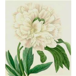 After Pierre-Jospeh Redoute, Floral Print, #104 Pivoine odorante ( Peony )