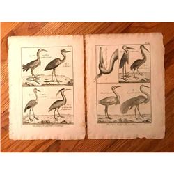 Pair of 18thc French Copperplate Engravings, Herons & Cranes