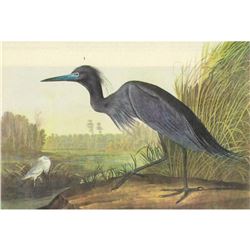 c1946 Audubon Print, #307 Little Blue Heron