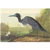 Image 1 : c1946 Audubon Print, #307 Little Blue Heron