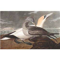 c1946 Audubon Print, # 326 Gannet