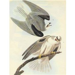 c1946 Audubon Print, #352 White-Tailed Kite