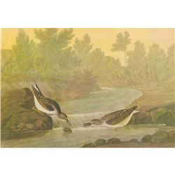 c1946 Audubon Print, #320 Least Sandpiper