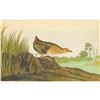 Image 1 : c1946 Audubon Print, #329 Yellow Rail