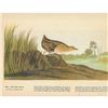 Image 2 : c1946 Audubon Print, #329 Yellow Rail