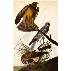 c1946 Audubon Print, #356 Marsh Hawk