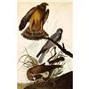 Image 1 : c1946 Audubon Print, #356 Marsh Hawk