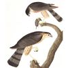 Image 1 : c1946 Audubon Print, #374 Sharp-Shinned Hawk