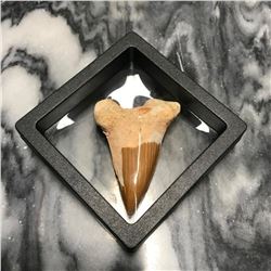 Prehistoric Megalodon Shark Tooth Display Fossil
