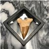 Image 1 : Prehistoric Megalodon Shark Tooth Display Fossil