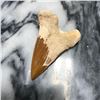Image 2 : Prehistoric Megalodon Shark Tooth Display Fossil