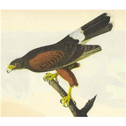 c1946 Audubon Print, #392 Harris's Hawk
