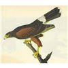 Image 1 : c1946 Audubon Print, #392 Harris's Hawk