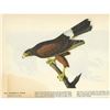 Image 2 : c1946 Audubon Print, #392 Harris's Hawk