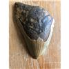 Image 1 : Large Prehistoric Megalodon Shark's Tooth