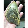 Image 3 : Large Prehistoric Megalodon Shark's Tooth
