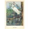 Image 2 : 1920's Snowy Egret Color Lithograph Print