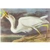 Image 1 : c1946 Audubon Print, #281 Great White Heron