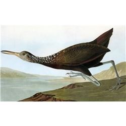 c1946 Audubon Print, #377 Limpkin
