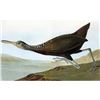 Image 1 : c1946 Audubon Print, #377 Limpkin