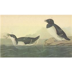 c1946 Audubon Print, #339 Dorekie