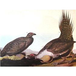 c1946 Audubon Print, #371 Sage Grouse
