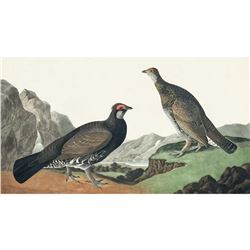 c1946 Audubon Print, # 361 Ducky Grouse