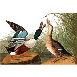 c1946 Audubon Print, #327 Shoveller