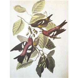 c1946 Audubon Print, #364 White-Winged Crossbill