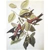 Image 1 : c1946 Audubon Print, #364 White-Winged Crossbill