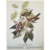 Image 2 : c1946 Audubon Print, #364 White-Winged Crossbill