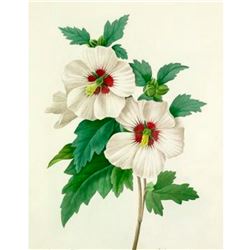After Pierre-Jospeh Redoute, Floral Print, #54 Althea Frutex ( Hibiscus)