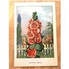 Image 2 : 1920's Hollyhock Color Lithograph Print