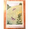 Image 2 : 1920's Spring Azure Butterfly Color Lithograph Print