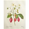 Image 1 : After Pierre-Jospeh Redoute, Floral Print, #39 Fraisier a Bouquets ( Strawberry Fruit )