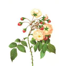 After Pierre-Jospeh Redoute, Floral Print, #126 Adelaide d'Orleans ( Rose )