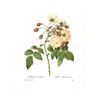 Image 2 : After Pierre-Jospeh Redoute, Floral Print, #126 Adelaide d'Orleans ( Rose )