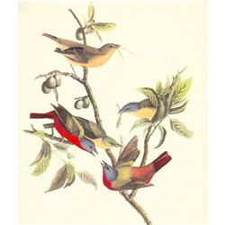 c1950 Audubon Print, Painted Bunting
